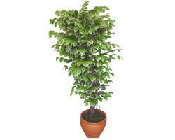 Ficus zel Starlight 1,75 cm   Kars iek yolla 