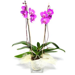  Kars hediye sevgilime hediye iek  Cam yada mika vazo ierisinde  1 kk orkide