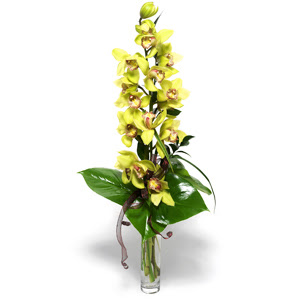  Kars cicek , cicekci  cam vazo ierisinde tek dal canli orkide