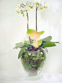  Kars hediye sevgilime hediye iek  Cam yada mika vazoda zel orkideler