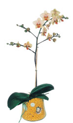  Kars iek gnderme sitemiz gvenlidir  Phalaenopsis Orkide ithal kalite