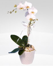 1 dallı orkide saksı çiçeği  Kars çiçek siparişi vermek 
