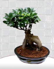 saks iei japon aac bonsai  Kars internetten iek sat 