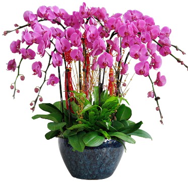 9 dallı mor orkide  Kars çiçek satışı 