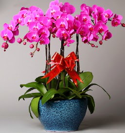 7 dall mor orkide  Kars hediye iek yolla 
