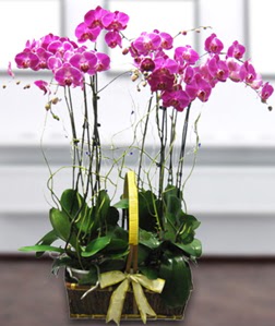 4 dall mor orkide  Kars iekiler 