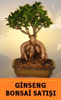 Ginseng bonsai sat japon aac  Kars iek yolla 