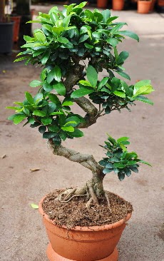 Orta boy bonsai saks bitkisi  Kars iek yolla , iek gnder , ieki  