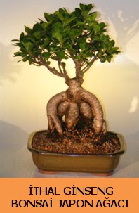 thal japon aac ginseng bonsai sat  Kars cicek , cicekci 