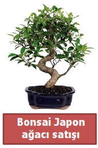 Japon aac bonsai sat  Kars gvenli kaliteli hzl iek 