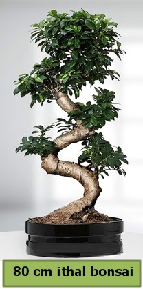 80 cm özel saksıda bonsai bitkisi  Kars anneler günü çiçek yolla 