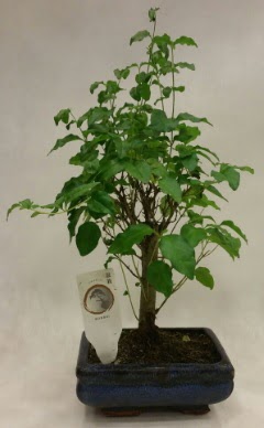 Minyatr bonsai japon aac sat  Kars anneler gn iek yolla 