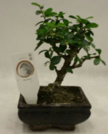 Kk minyatr bonsai japon aac  Kars 14 ubat sevgililer gn iek 