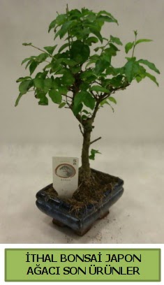 thal bonsai japon aac bitkisi  Kars ucuz iek gnder 