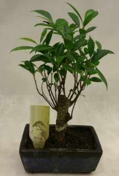 Japon aac bonsai bitkisi sat  Kars anneler gn iek yolla 