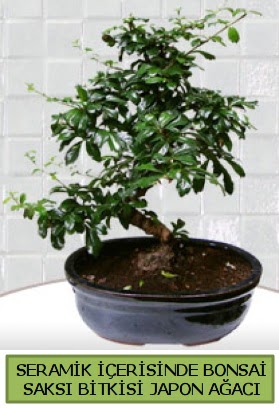 Seramik vazoda bonsai japon aac bitkisi  Kars gvenli kaliteli hzl iek 