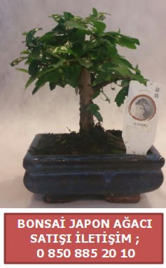 Japon aac minyar bonsai sat  Kars hediye sevgilime hediye iek 