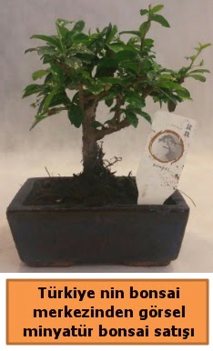 Japon aac bonsai sat ithal grsel  Kars uluslararas iek gnderme 