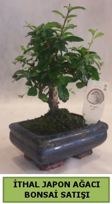 thal japon aac bonsai bitkisi sat  Kars anneler gn iek yolla 