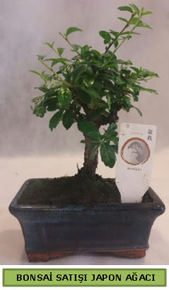 Minyatr bonsai aac sat  Kars 14 ubat sevgililer gn iek 
