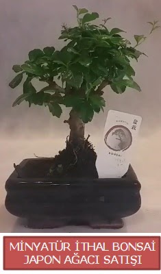 Kk grsel bonsai japon aac bitkisi  Kars iek online iek siparii 