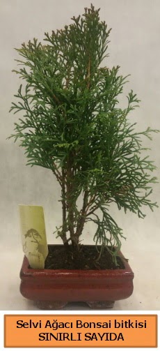 Selvi aac bonsai japon aac bitkisi  Kars hediye sevgilime hediye iek 