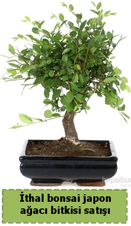 thal bonsai saks iei Japon aac sat  Kars cicek , cicekci 