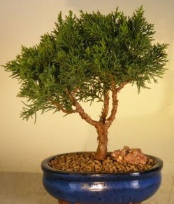Servi am bonsai japon aac bitkisi  Kars uluslararas iek gnderme 