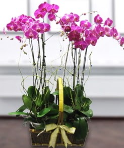7 dall mor lila orkide  Kars cicekciler , cicek siparisi 