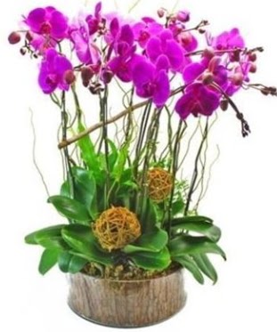 Ahap ktkte lila mor orkide 8 li  Kars yurtii ve yurtd iek siparii 