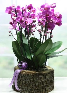 Ktk ierisinde 6 dall mor orkide  Kars iek servisi , ieki adresleri 