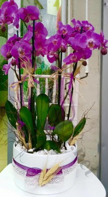 Seramik vazoda 4 dall mor lila orkide  Kars iek gnderme sitemiz gvenlidir 