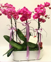 Beyaz seramik ierisinde 4 dall orkide  Kars iek servisi , ieki adresleri 