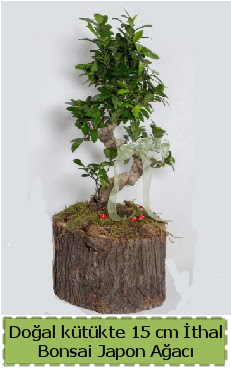 Doal ktkte thal bonsai japon aac  Kars 14 ubat sevgililer gn iek 