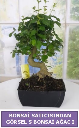 S dal erilii bonsai japon aac  Kars hediye sevgilime hediye iek 