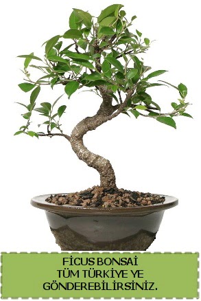 Ficus bonsai  Kars cicekciler , cicek siparisi 