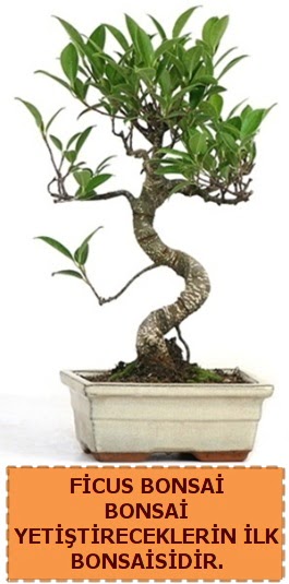 Ficus bonsai 15 ile 25 cm arasndadr  Kars uluslararas iek gnderme 