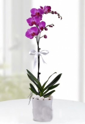 Tek dall saksda mor orkide iei  Kars online ieki , iek siparii 