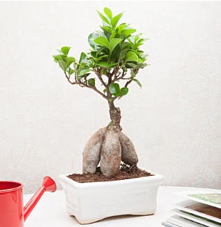 Exotic Ficus Bonsai ginseng  Kars ieki maazas 