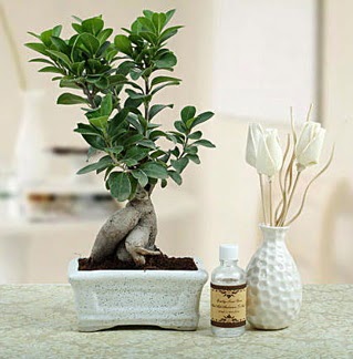 Ginseng ficus bonsai  Kars online ieki , iek siparii 