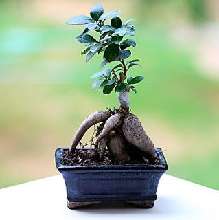 Marvellous Ficus Microcarpa ginseng bonsai  Kars nternetten iek siparii 