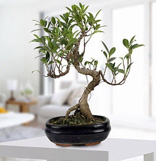 Gorgeous Ficus S shaped japon bonsai  Kars internetten iek siparii 