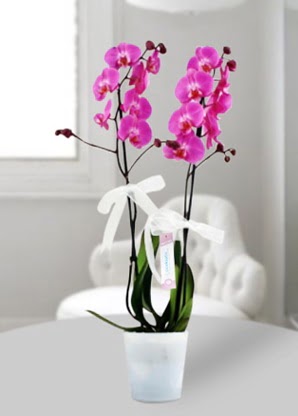Çift dallı mor orkide  Kars online çiçekçi , çiçek siparişi 