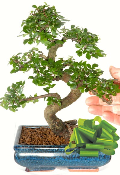 Yaklak 25 cm boyutlarnda S bonsai  Kars gvenli kaliteli hzl iek 