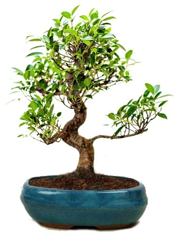 25 cm ile 30 cm aralığında Ficus S bonsai  Kars cicekciler , cicek siparisi 