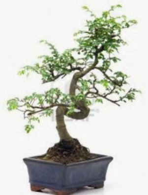 S gvde bonsai minyatr aa japon aac  Kars hediye sevgilime hediye iek 