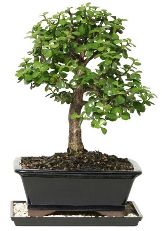 15 cm civar Zerkova bonsai bitkisi  Kars gvenli kaliteli hzl iek 
