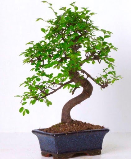 S gvdeli bonsai minyatr aa japon aac  Kars cicekciler , cicek siparisi 