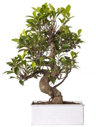 Exotic Green S Gvde 6 Year Ficus Bonsai  Kars cicekciler , cicek siparisi 