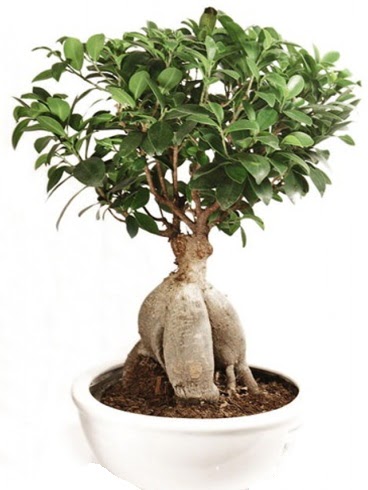 Ginseng bonsai japon aac ficus ginseng  Kars cicek , cicekci 